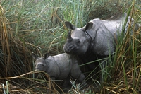 Sorridono i rinoceronti indiani, in India è nato un nuovo cucciolo