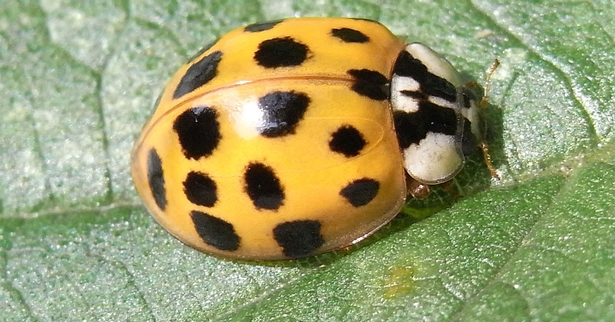 Cos la coccinella arlecchino la pi famelica tra le coccinelle