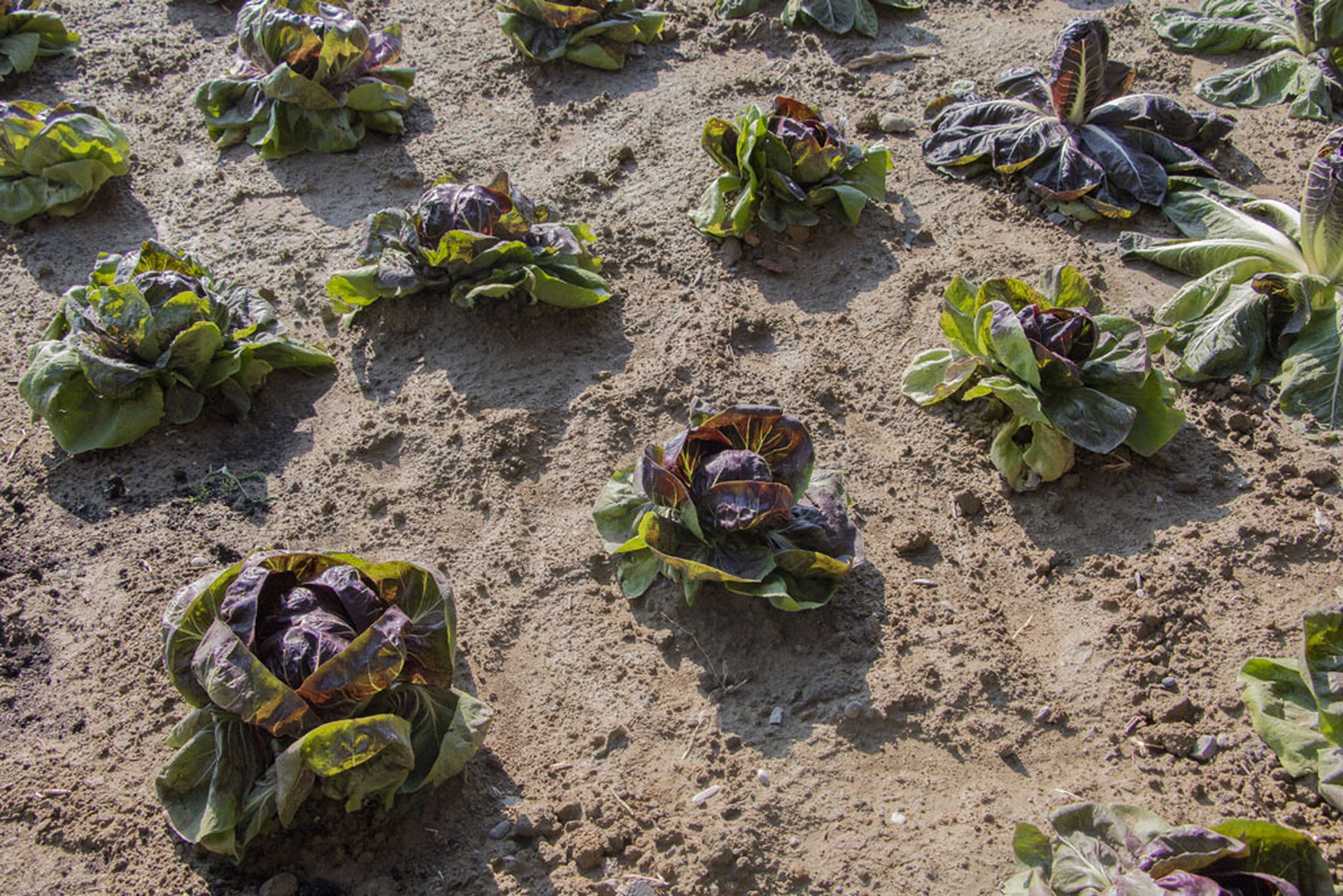 FICO Eataly World apre a Bologna il 15 novembre