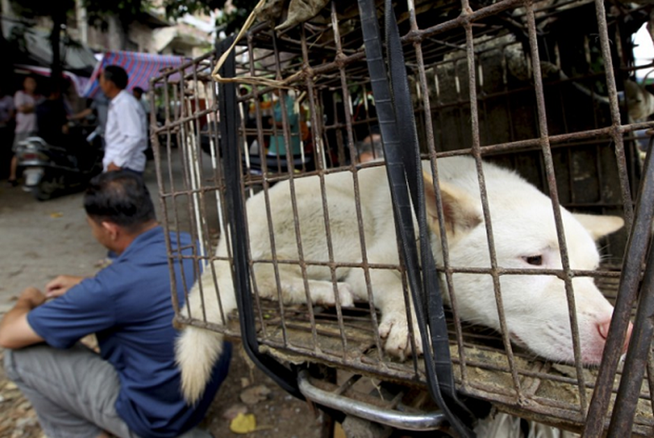The Chinese millionaire who spent his entire fortune to save dogs from
