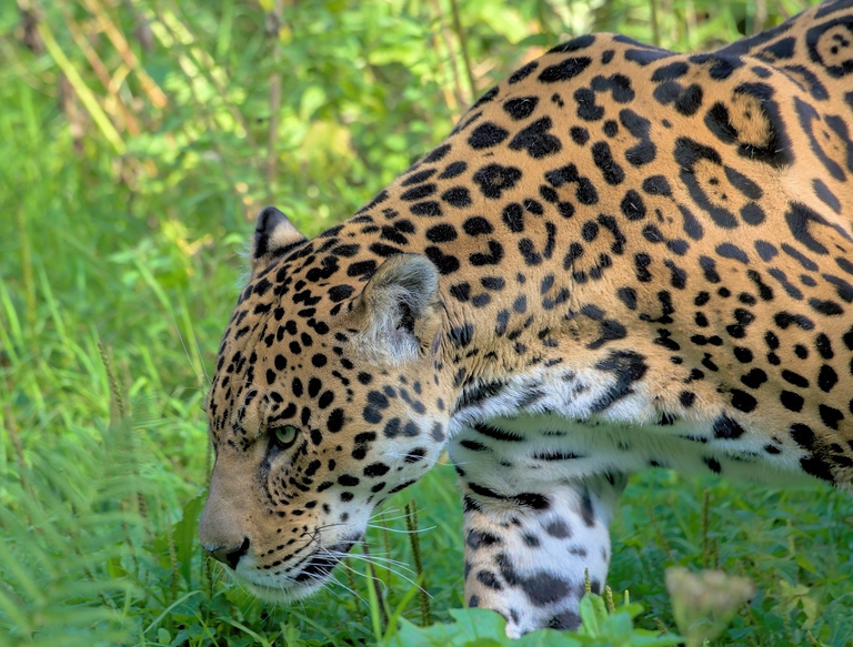 Giaguaro nella foresta