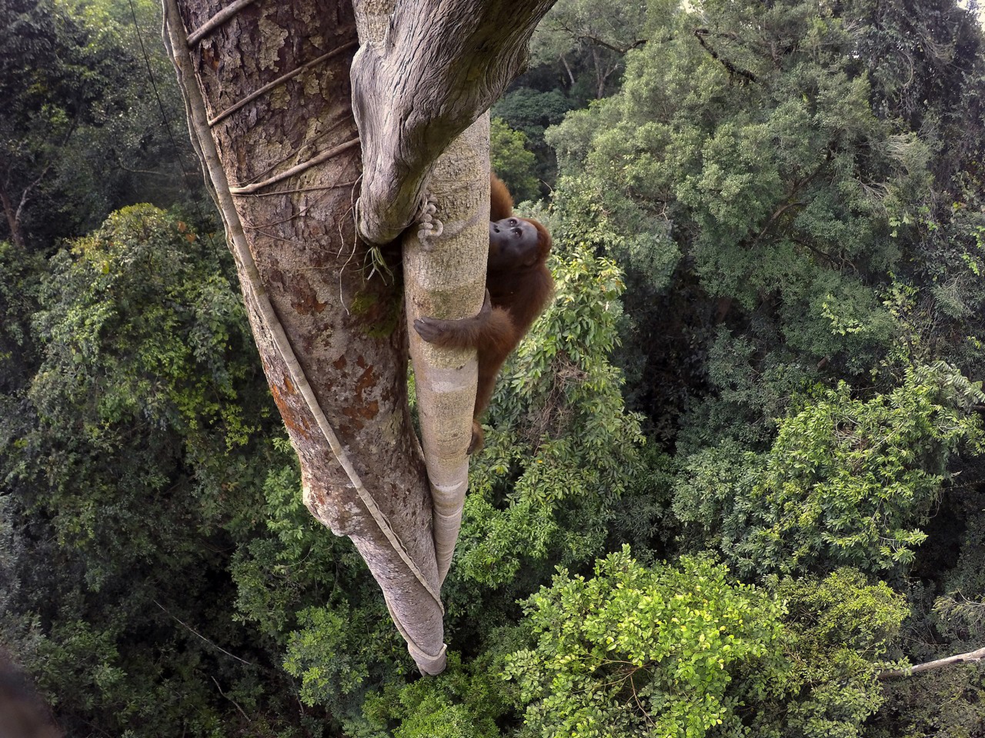 Tim Laman - Tough Times for Orangutans