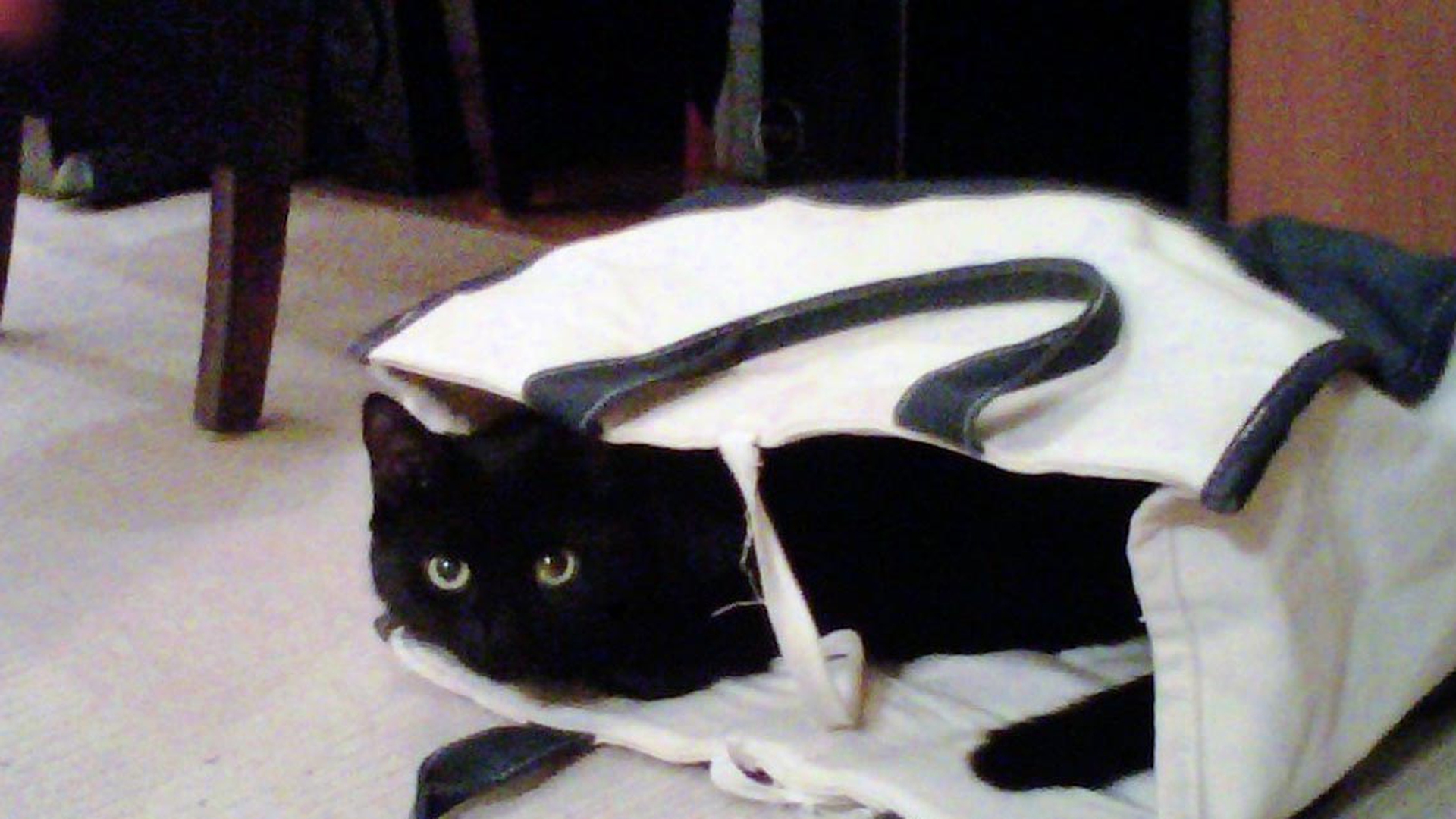 gatto-nero-borsa
