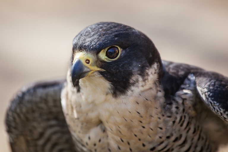 Falco pellegrino, primo piano