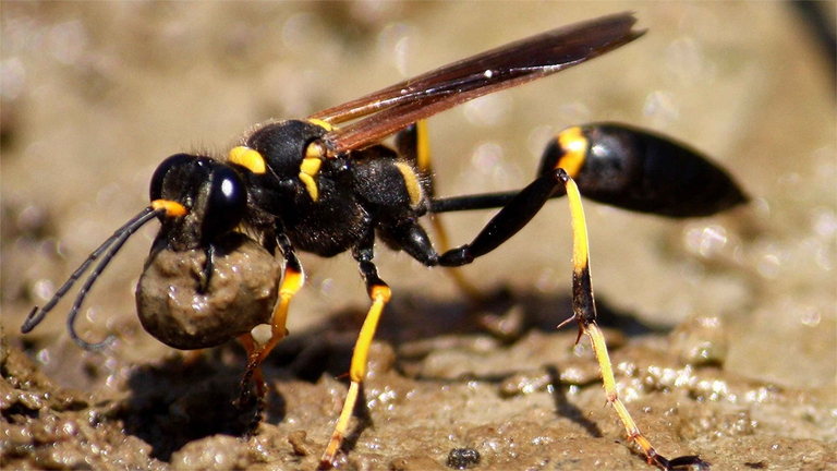 Gli sfecidi, questi insetti costruiscono dei nidi con la terra per ospitare le loro larve con le loro "provviste"