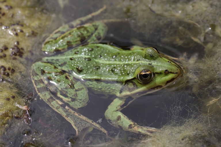 Rana verde