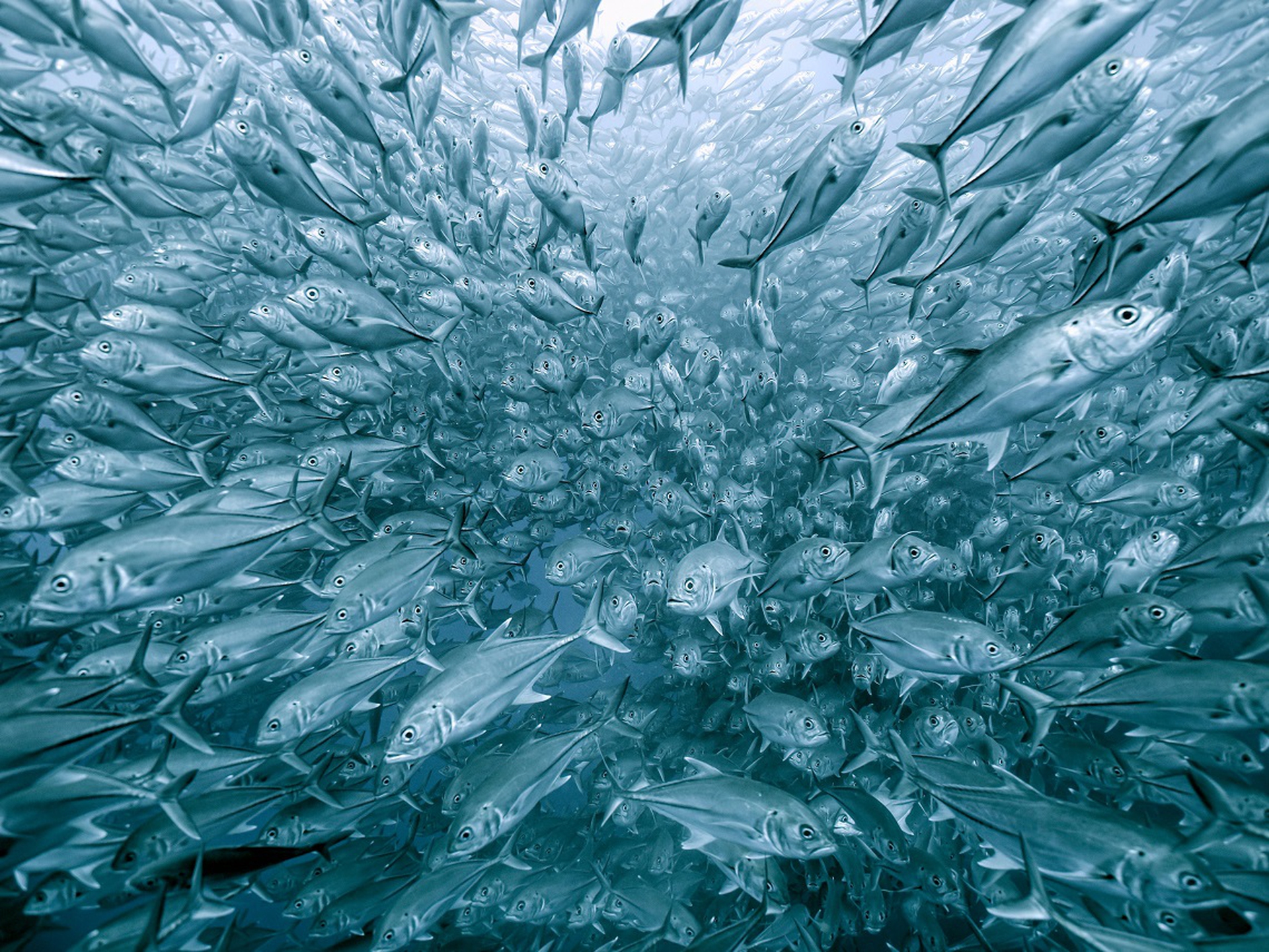 K3_3_henry_jager_makrelenschwarm