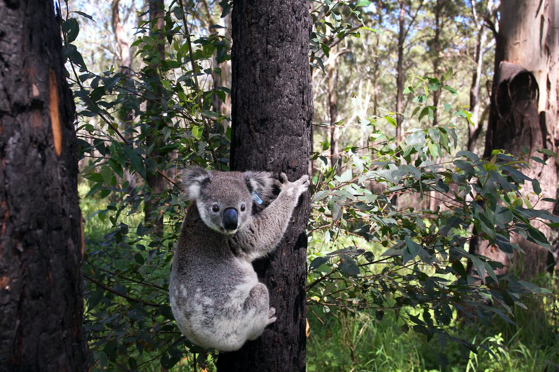 NSW Works To Save The Koala As Bushfires, Habitat Loss And Disease Threaten Future Of Australia's Iconic Animal