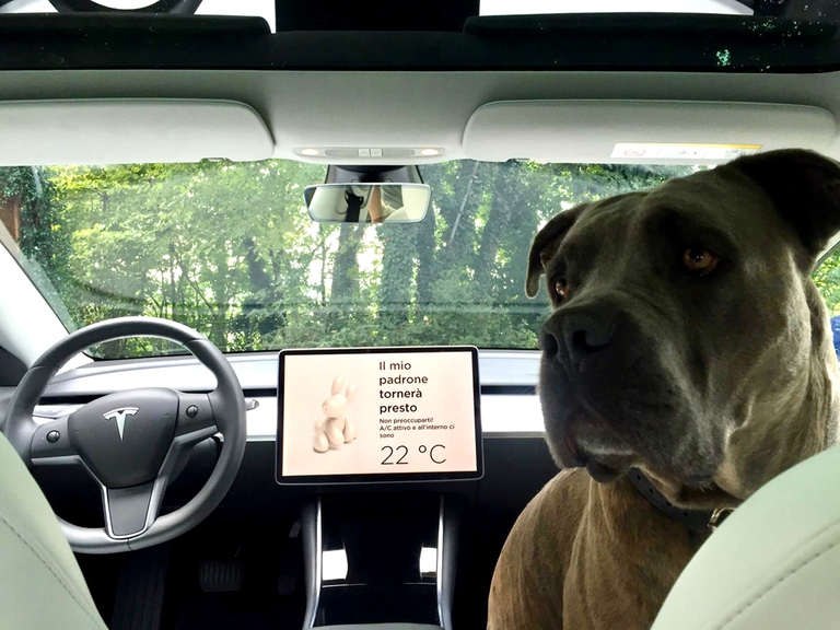 Tesla dog mode