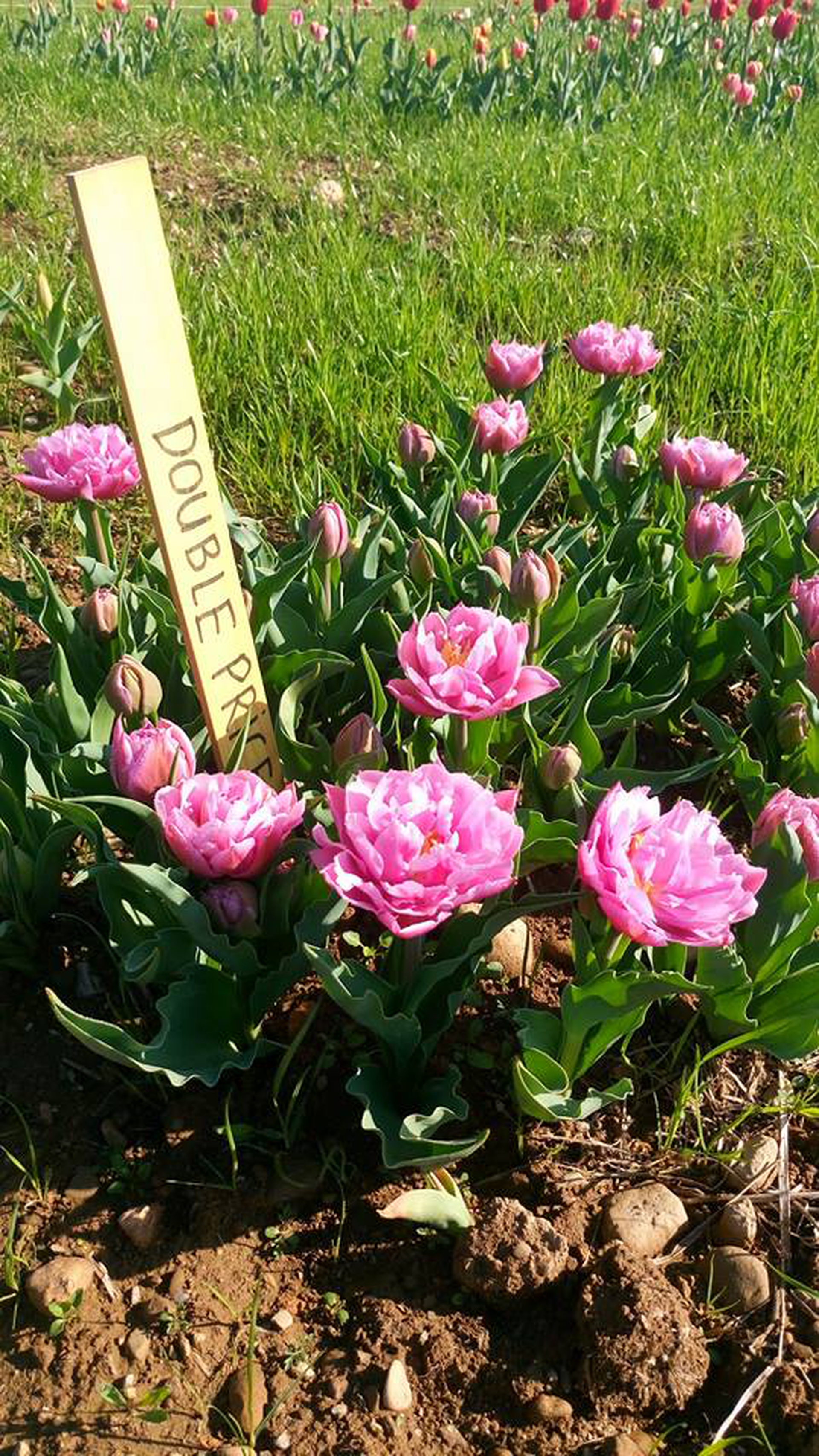 specie di tulipani coltivate nel campo di Tulipani italiani