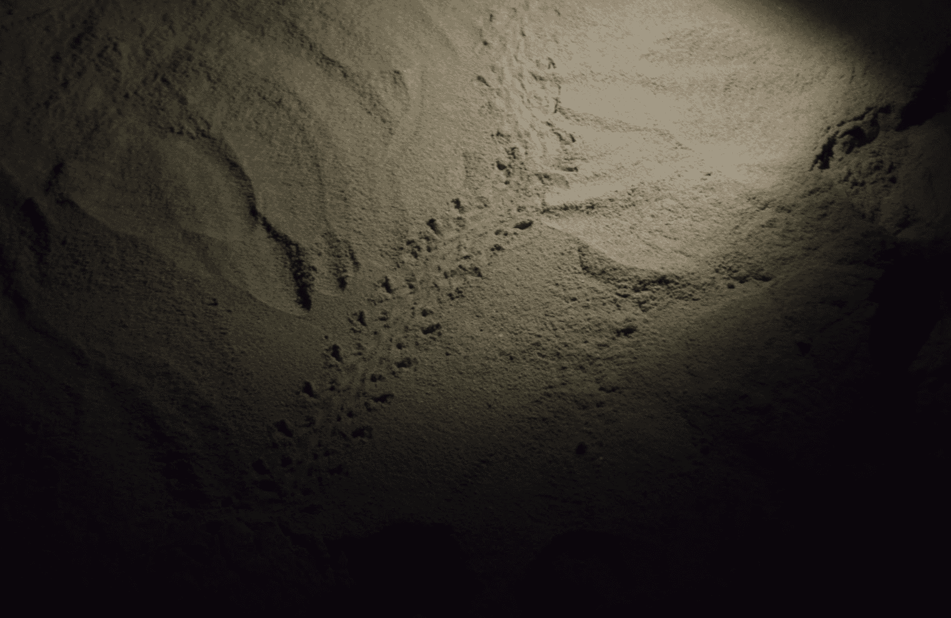 Traccia tartarughe marine.jpeg