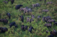 Congo, tre ranger sono morti per difendere gli elefanti