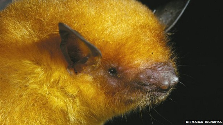 Myotis midastactus
