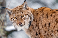 10 environmental victories you didn’t know were “Made in Europe”