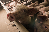 Il vero costo della produzione intensiva di carne: antibiotico-resistenza e malattie