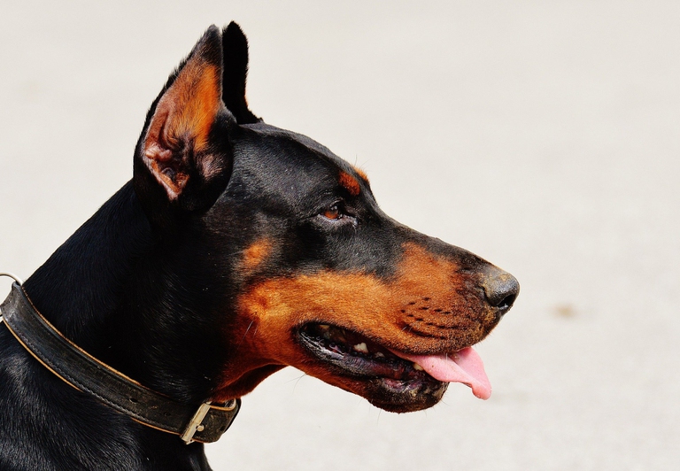 dobermann