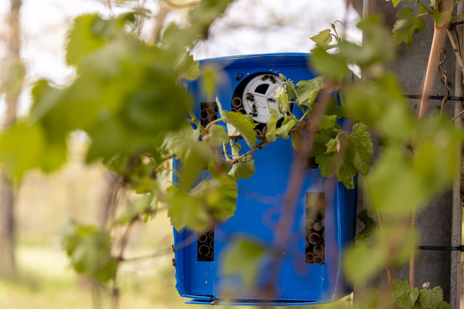 Ricerca Bosco Monini2