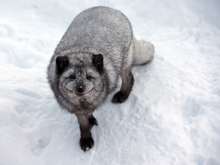 Fjellrev med vinterpels i sitt naturlige habitat