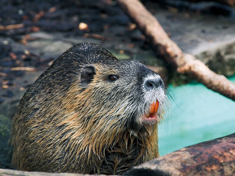 nutria,