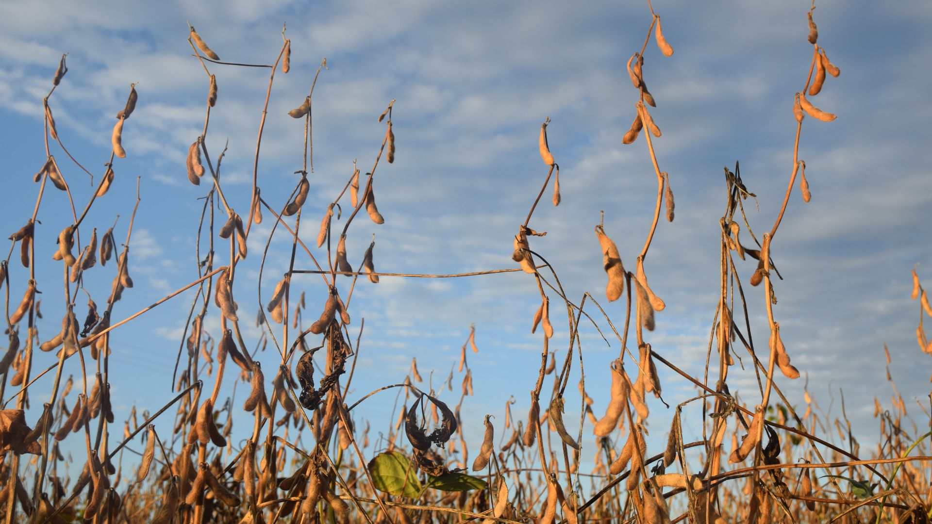 Spighe di soia bruciate