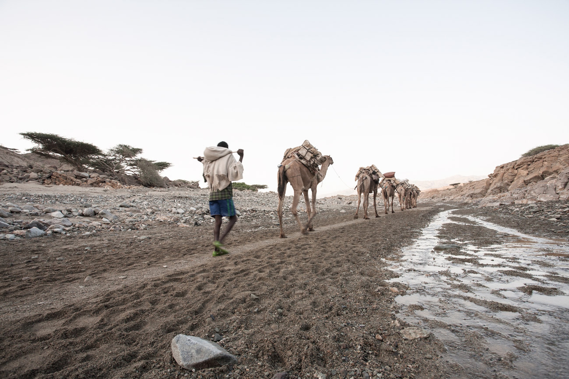 Coda della carovana errante