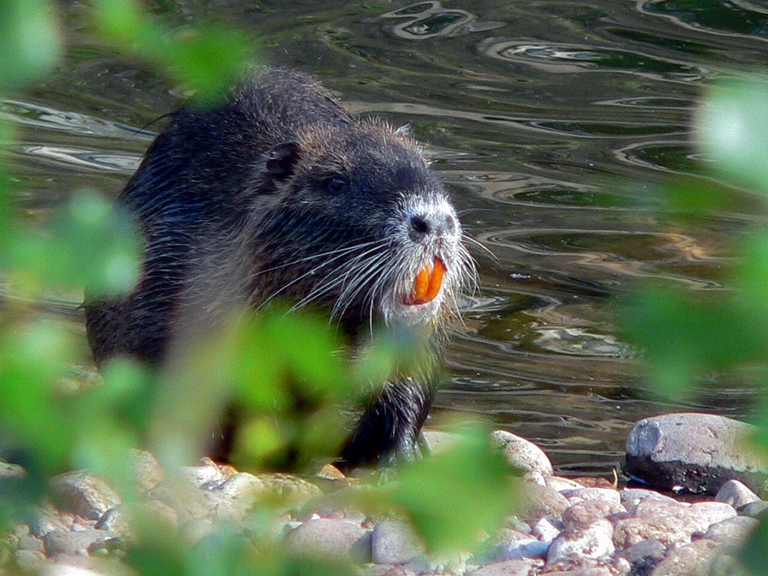 Nutria nel suo habitat