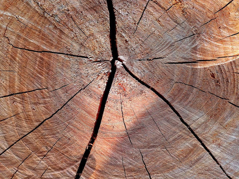 Perché il Legno è Anisotropo? Ecco Come Funziona un Albero