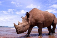 È possibile uccidere un rinoceronte per difendere la specie?