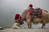 Yak’s fur, a green alternative to wool and cashmere