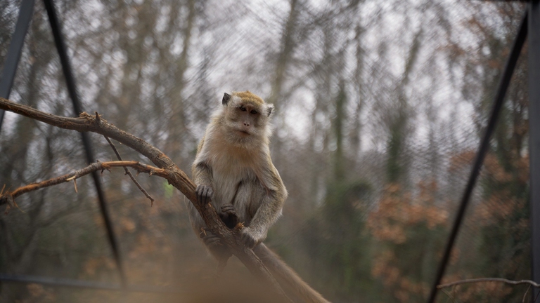 Un macaco arrampicato