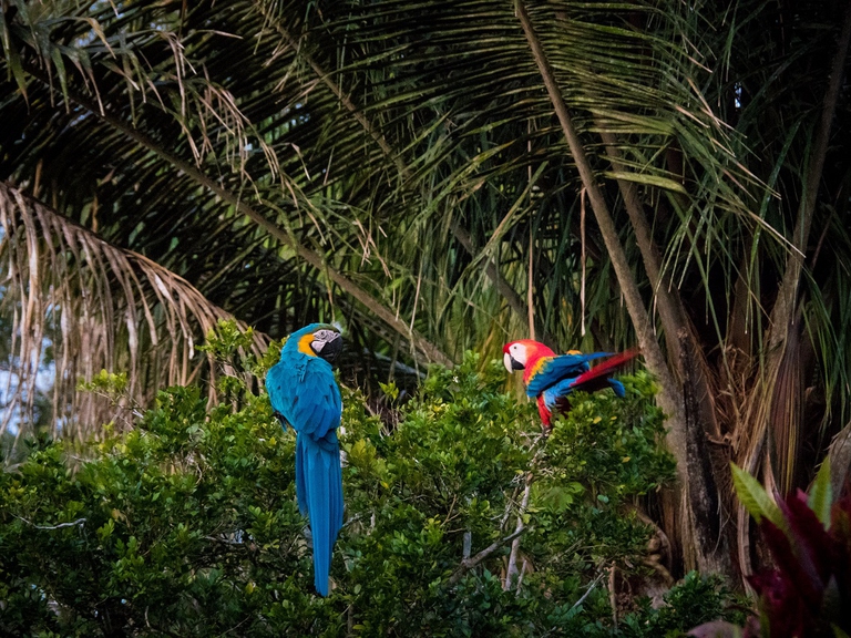 Ara gialloblu e ara scarlatto posati su un ramo