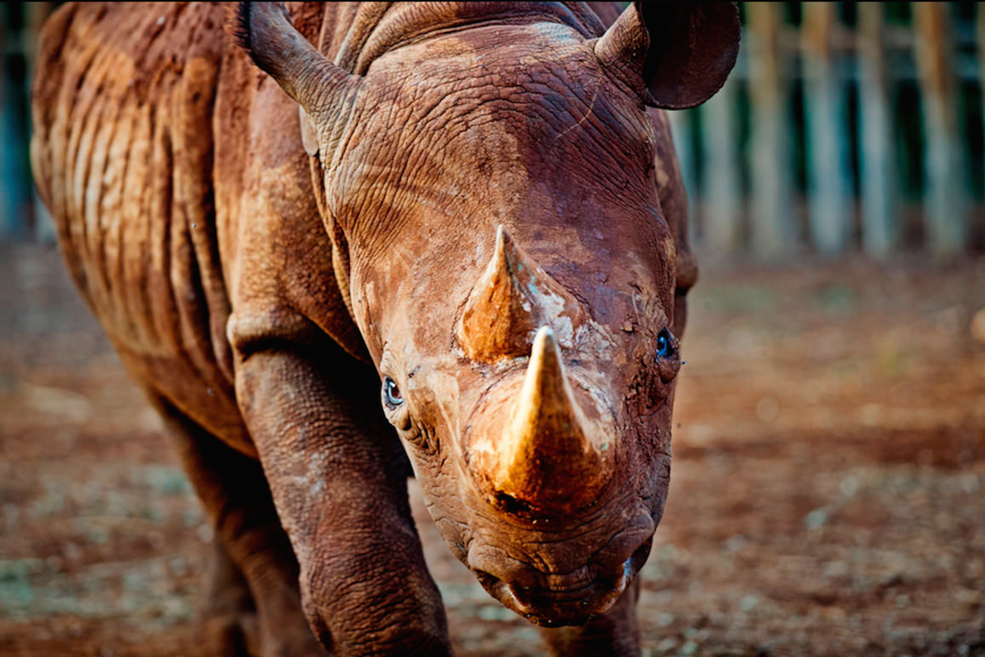 17 rhino