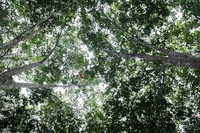In Asia arriva il primo sustainability bond, per coltivare la gomma rispettando l’ambiente