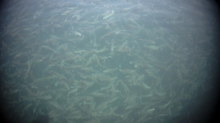 Allevamenti di orate e branzini in Grecia