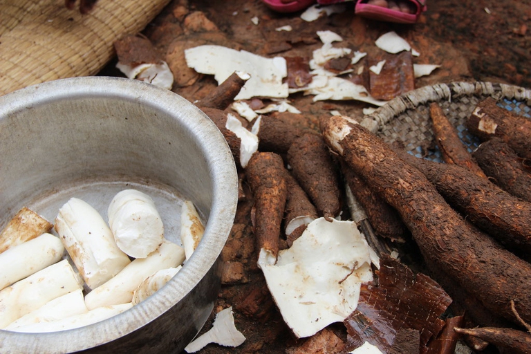 cassava