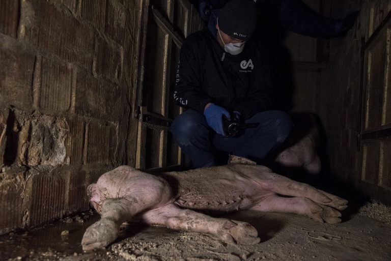 L'indagine di Essere Animali 