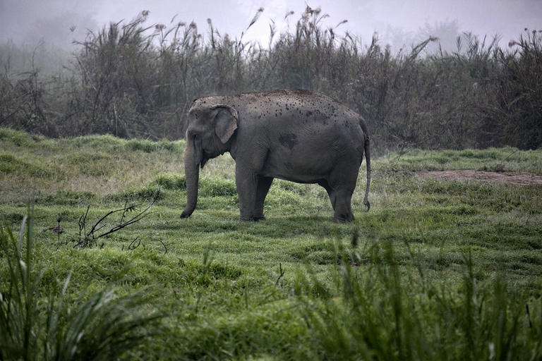 Esemplare di elefante indiano nel Sudest asiatico