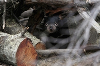 La Tasmania toglie la protezione a 400mila ettari di foresta