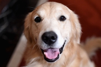 I benefici della pet therapy in carcere, la storia di Alessandro e Zoe il golden retriever