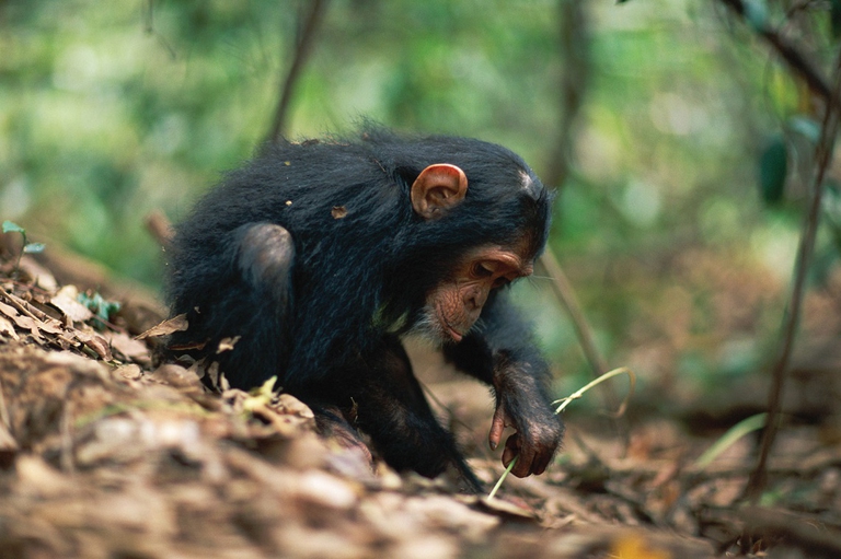 Scimpanzé alle prese con un formicaio