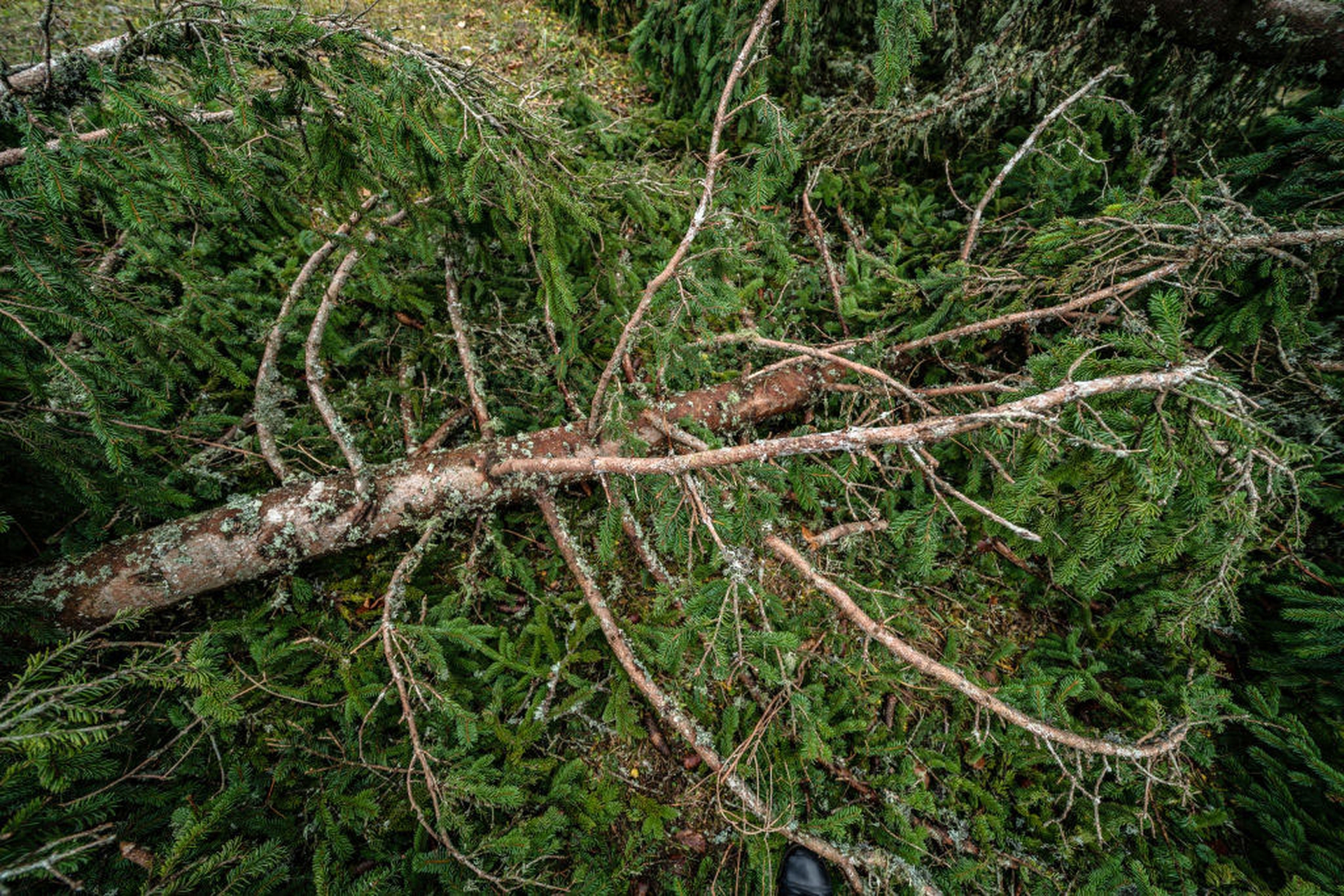 La devastazione nell'altopiano di Asiago