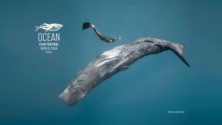 Locandina Ocean film festival tour.