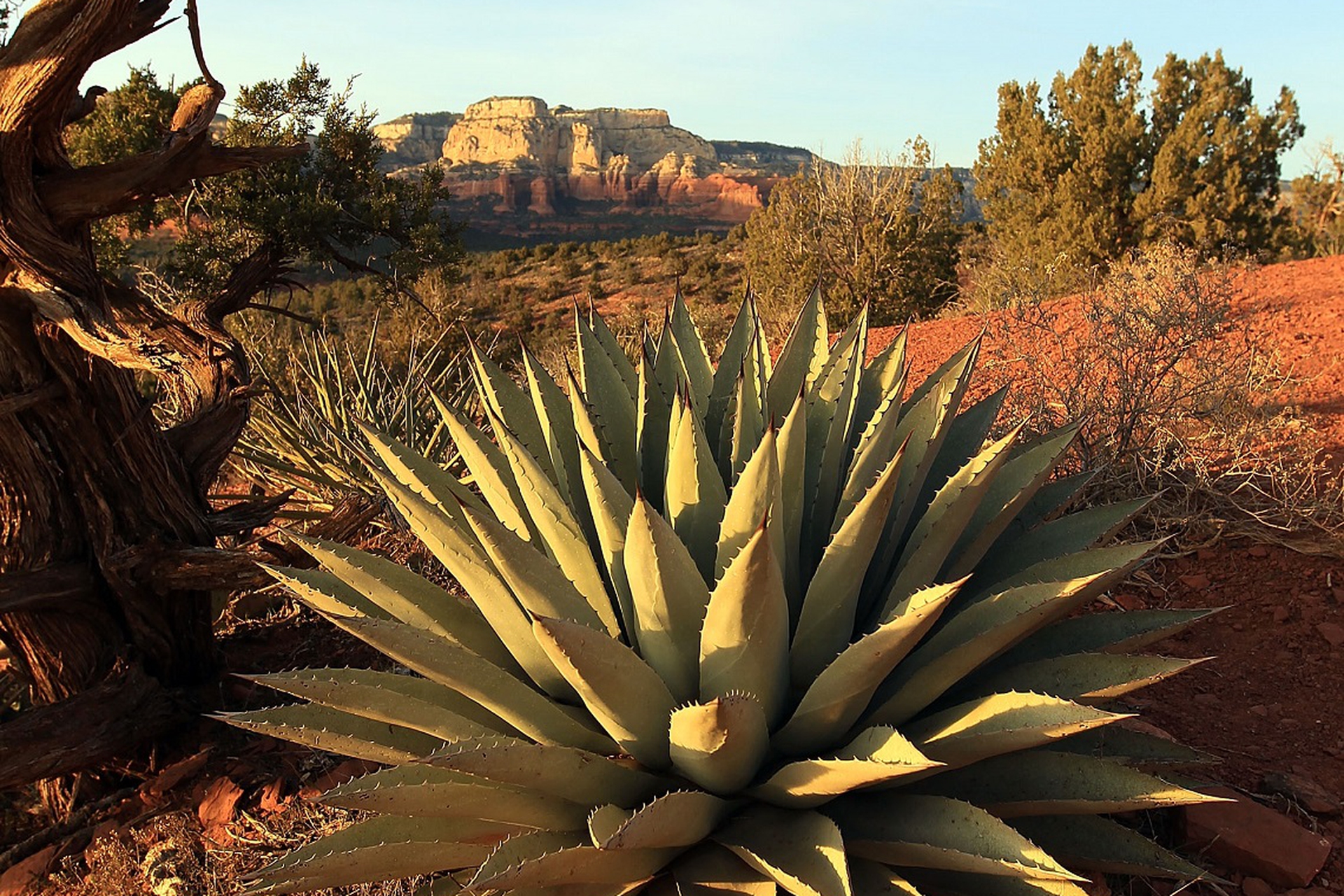 growing-saguaro-cactus-information-on-saguaro-cactus-care