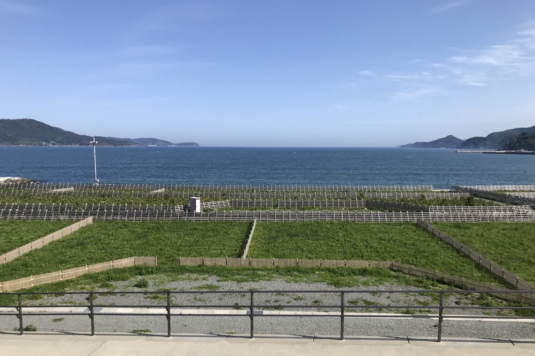 Tohoku, foresta pini, Rikuzentakata