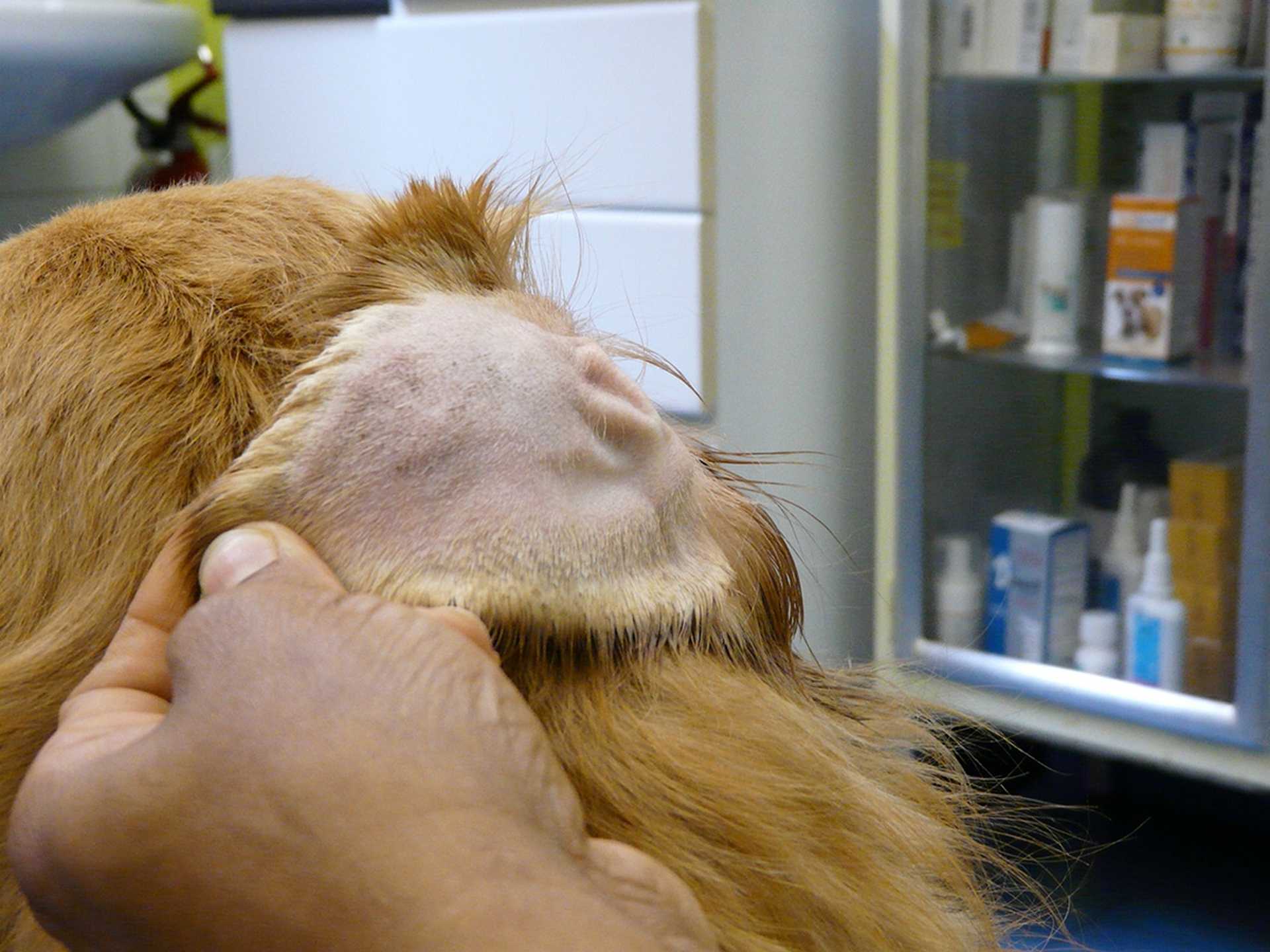 Otoematoma, l'intervento