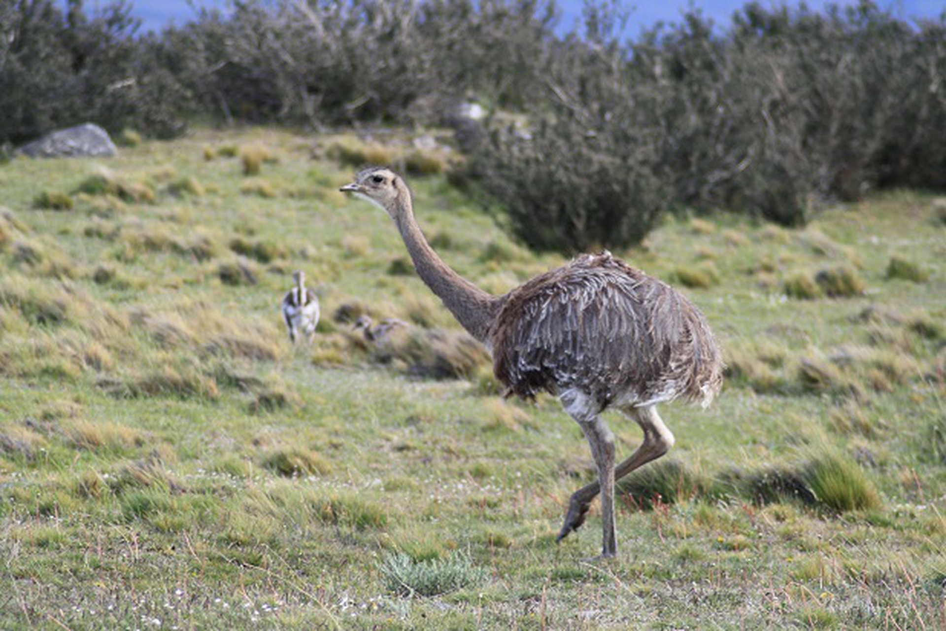 Rhea pennata