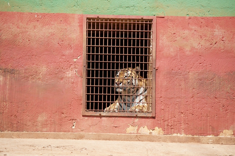 Tigre in gabbia