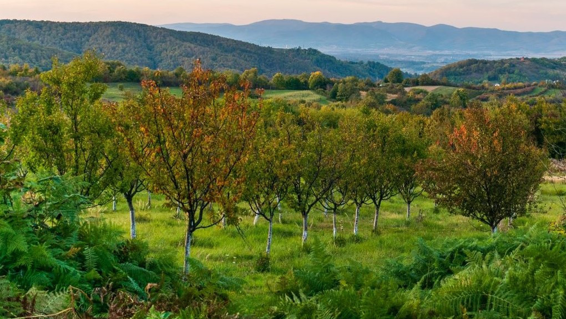 A beautiful orchard from above