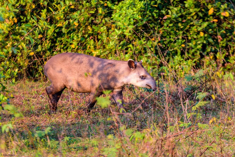 tapir, brazil