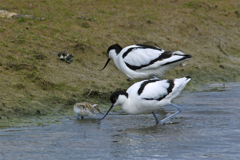 Due avocetti con un piccolo. Anche questo uccello ha iniziatoa nidificare nel parco (foto di Arterra/UIG via Getty Images)